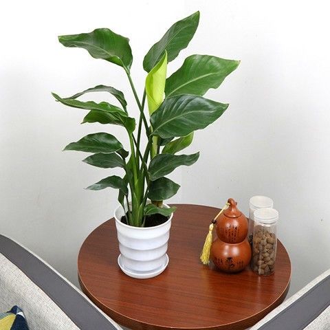 天堂鸟盆栽室内耐寒植物大型客厅落地喜阴新奇观叶四季常青 c7 天堂鸟