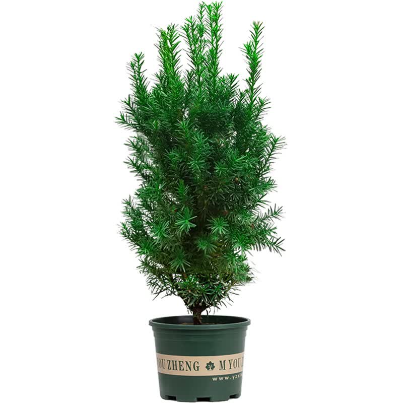 红豆杉盆栽树苗盆栽盆景北方南方植物室内曼地亚红豆杉苗老桩两棵一公