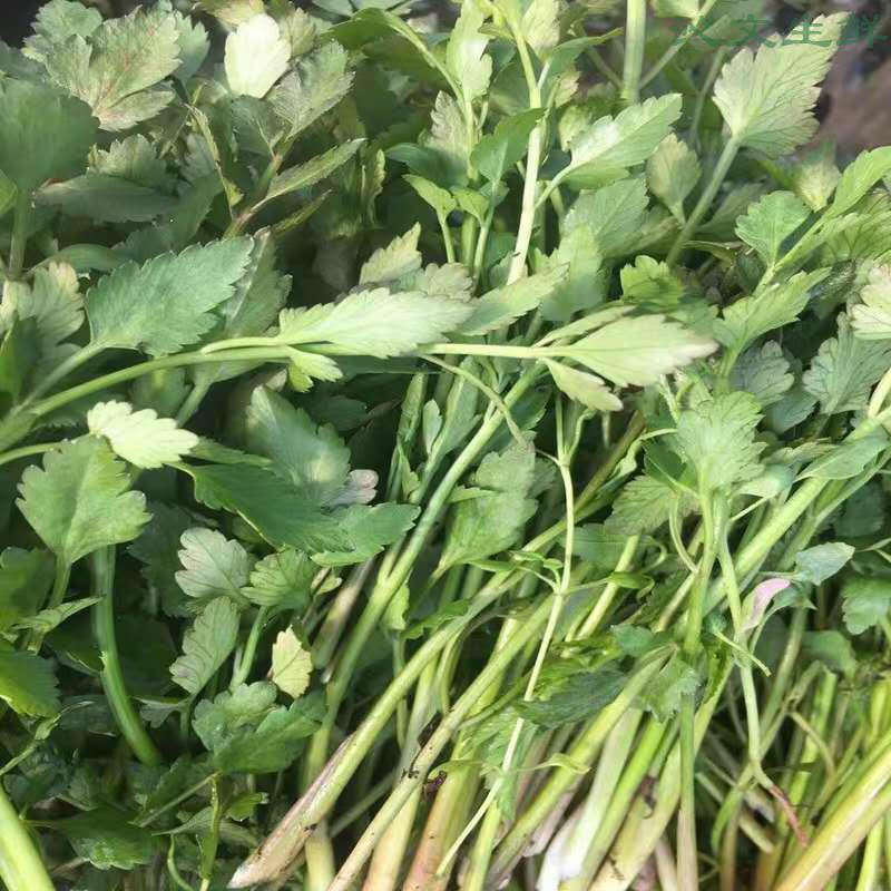 苏北正宗野生水芹菜新鲜现摘现发小叶芹时令蔬菜零售净菜南通海安