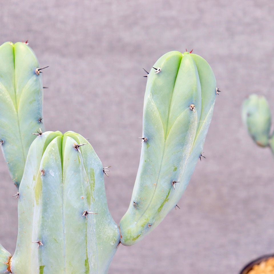 龙神木仙人柱 仙人球蓝色少刺网红仙人掌福禄寿室内多肉植物盆栽