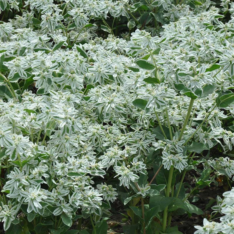 春枝韵花种子银边翠种子六月雪花种籽子四季种易活室外公园花海切花