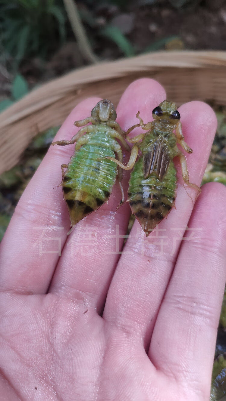 有仁堂精选2021年速冻长体水蜻蜓蜻蜓幼虫水蝎子蜻蜓蛹 水虿虫 全国