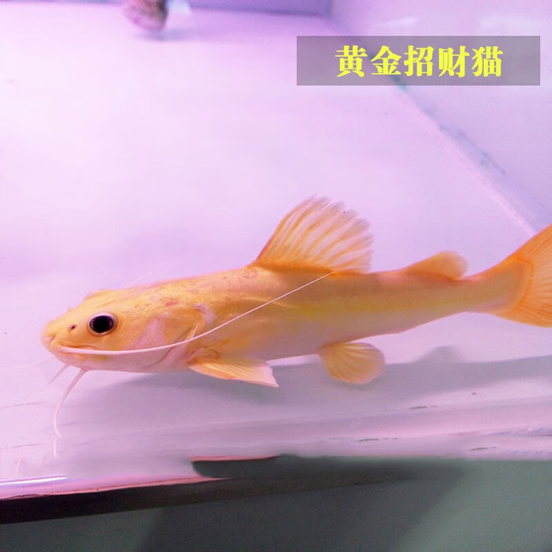 jypet招财猫鱼活体红尾招财猫黄金招财猫热带观赏鱼 普通招财猫12-13