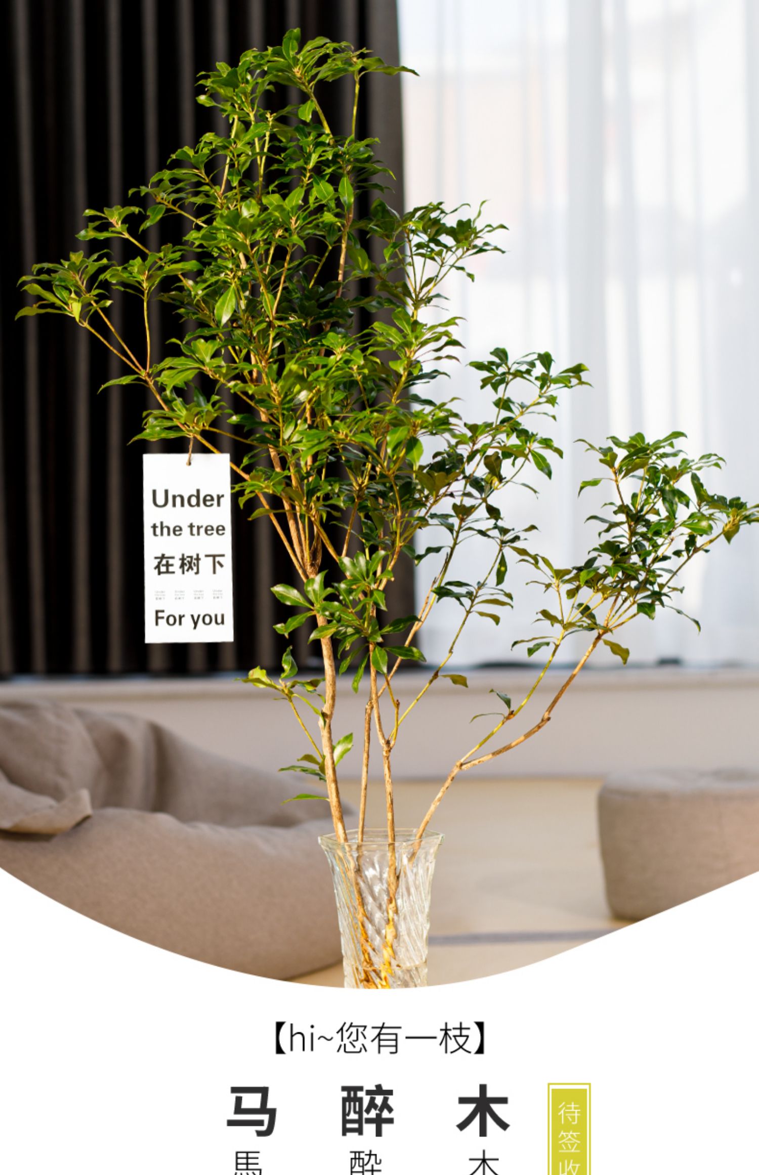 马醉木水培植物鲜切枝条客厅办公室内花卉绿植小盆栽吊钟植物 c7