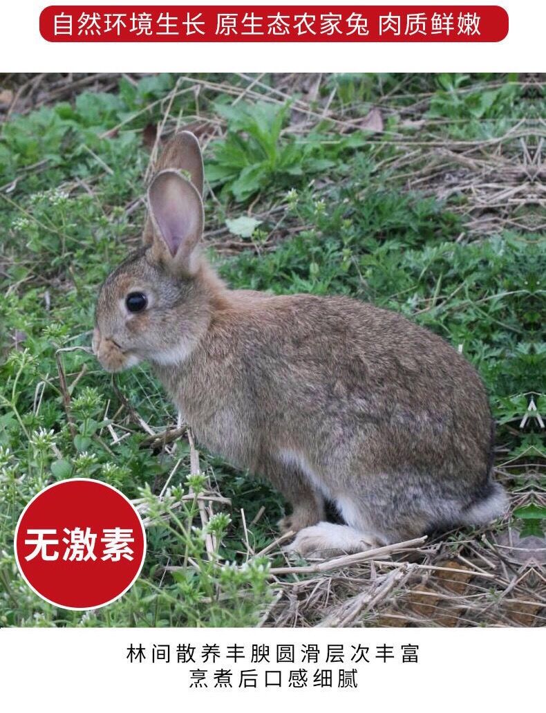 新鲜兔肉整只散养活兔现杀整只兔鲜兔速冻带皮兔整只4斤
