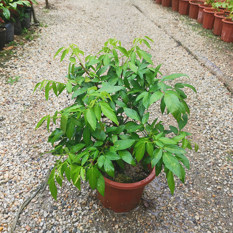 园艺潮汕仙草苗抹草 春草苗茉草仙草红花石榴花阳台盆栽绿植喜庆植物