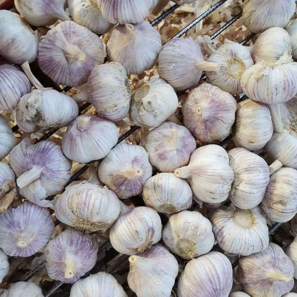 超低价山东金乡紫白皮大蒜干蒜新大蒜头精品蔬菜3510斤3斤精选中果
