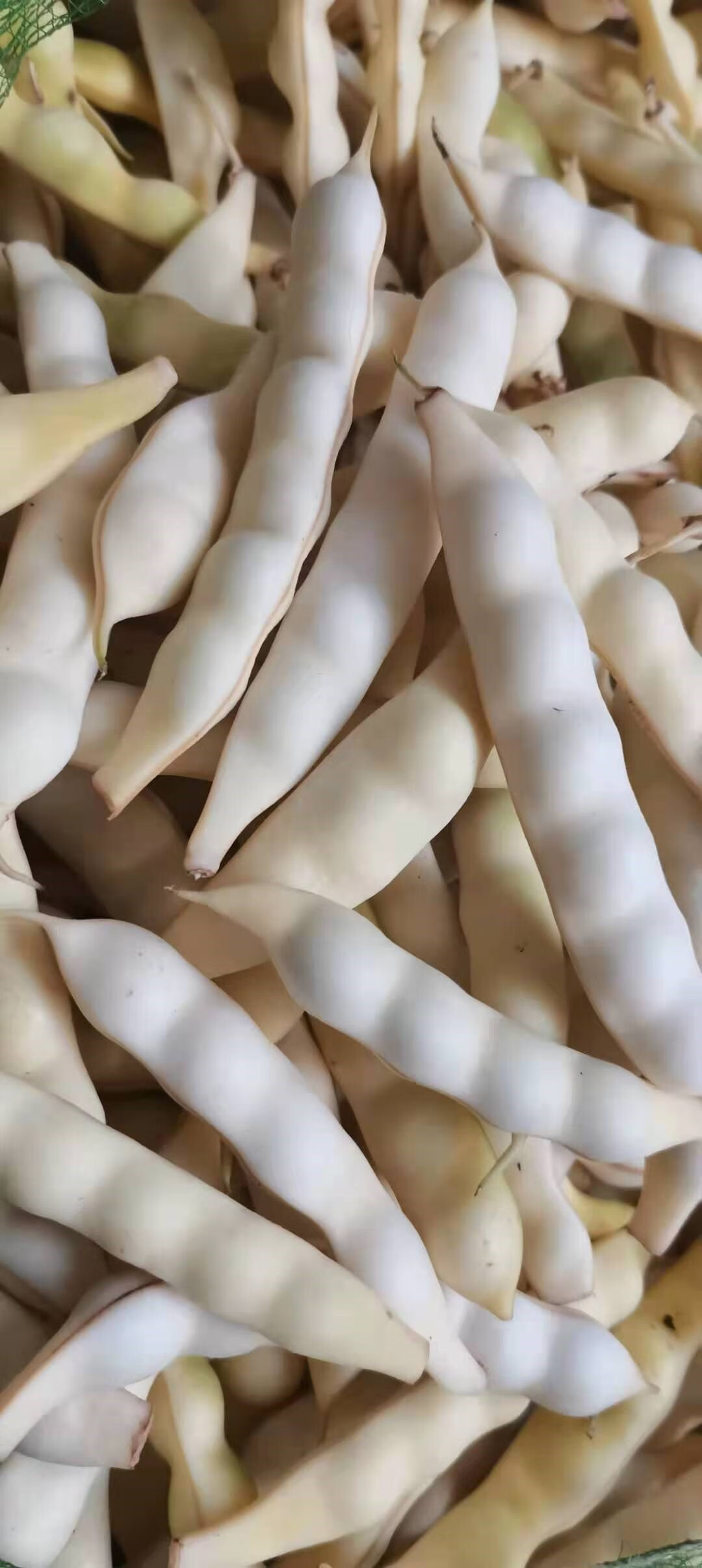 东北新鲜黄豆角勾勾黄油豆角兔子翻白眼黄金勾钩豆角蔬菜现摘 2500g