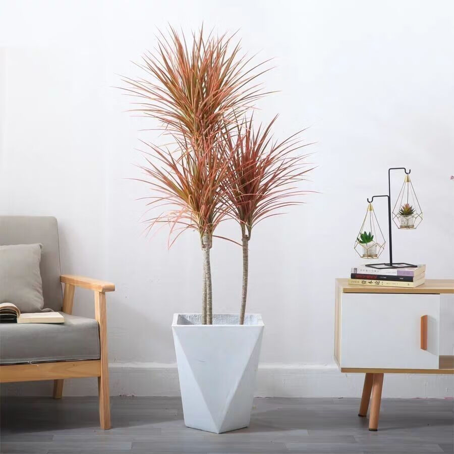 七彩铁千年木花卉盆栽三色龙血树室内好养观叶空气绿植植物一盆三棵14