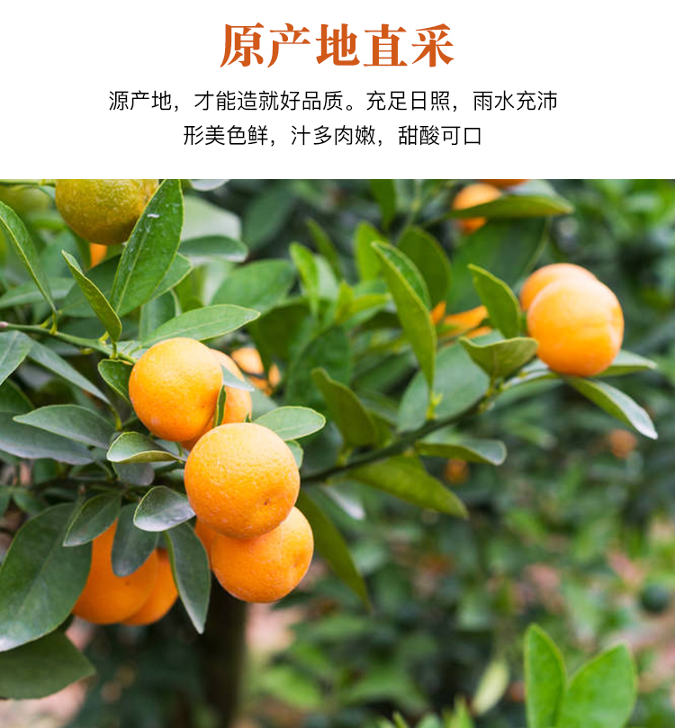 金桔干茶500g金橘片干泡茶水果干吃泡水新鲜零食蜜饯袋装散装金桔干