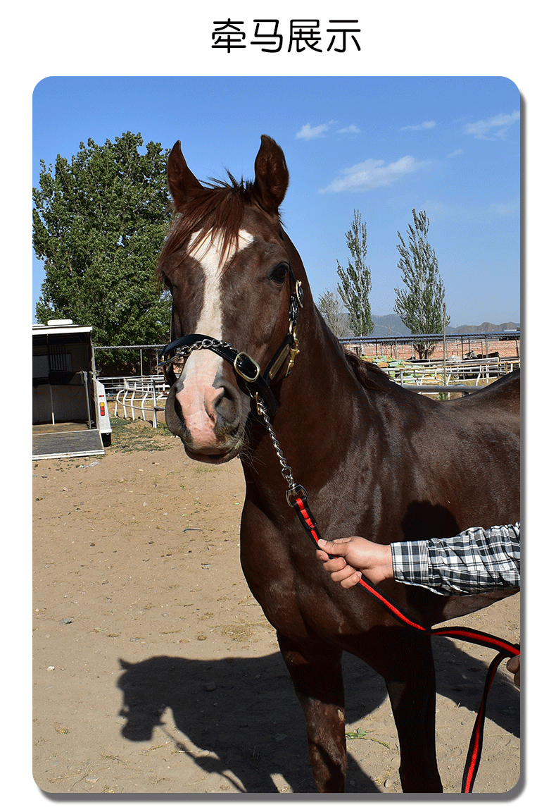 马术用品牵马绳公马训练牵引绳带铁链拉马带牵引缰绳马 酒红色【图片