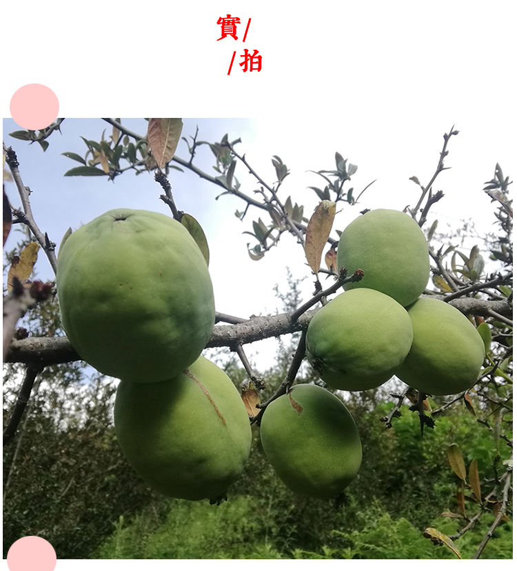 9斤雲南新鮮酸木瓜臨滄保山大理特產白花水果生吃泡酒醃製乾片10g雲南