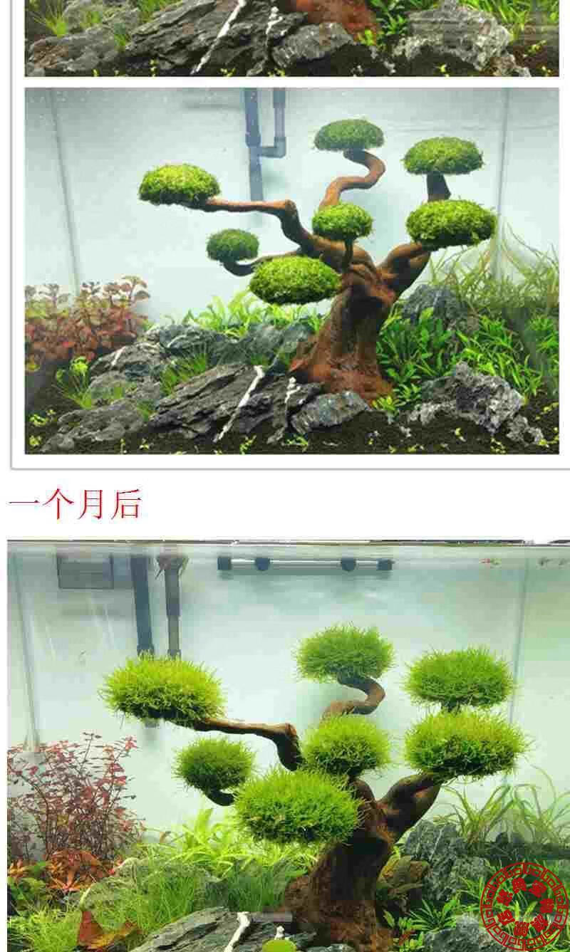 宝宠派莫斯树鱼缸造景骨架懒人活体水草迎客松造型莫斯树巴西树1012