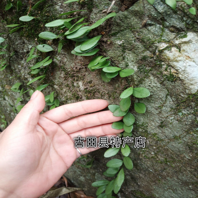 野生青草新鲜抱石莲石瓜子抱树莲飞连草瓜子金石仙桃中草药500克