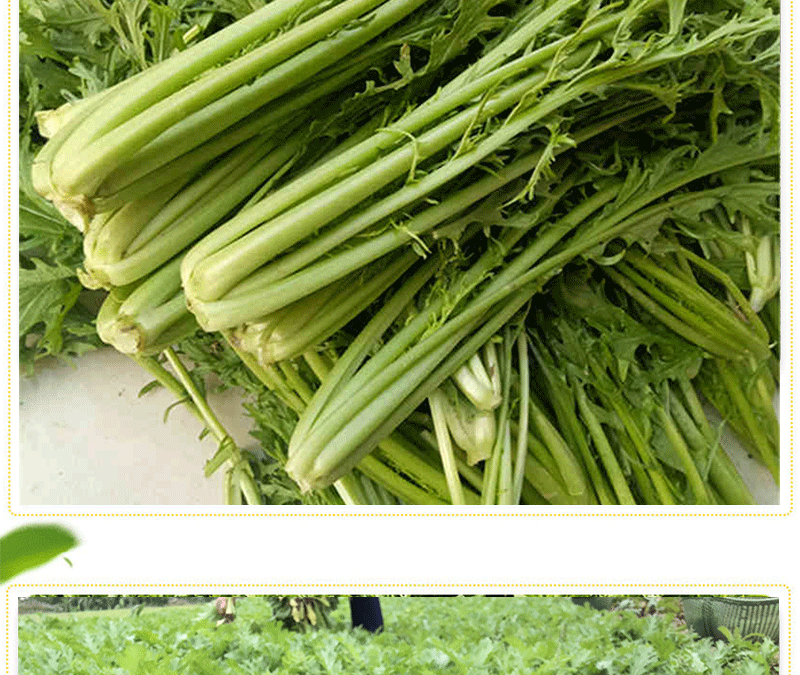 雪菜 新鲜雪里蕻春不老雪里翁青菜农家现摘5斤蔬菜健康轻食【图片