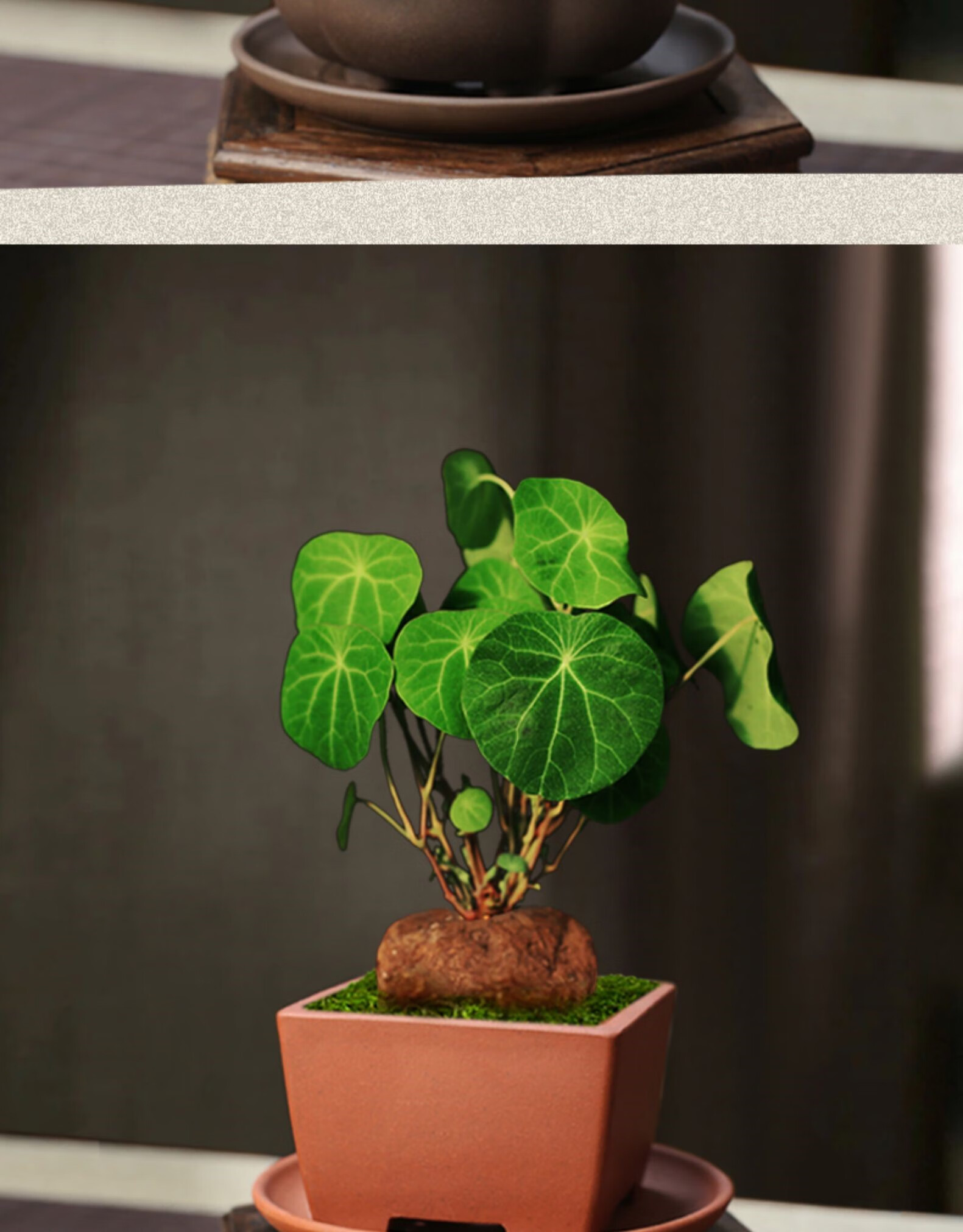 山乌龟盆栽金不换盆景桌面攀爬植物千金藤绿植茶桌禅意小盆景 四方