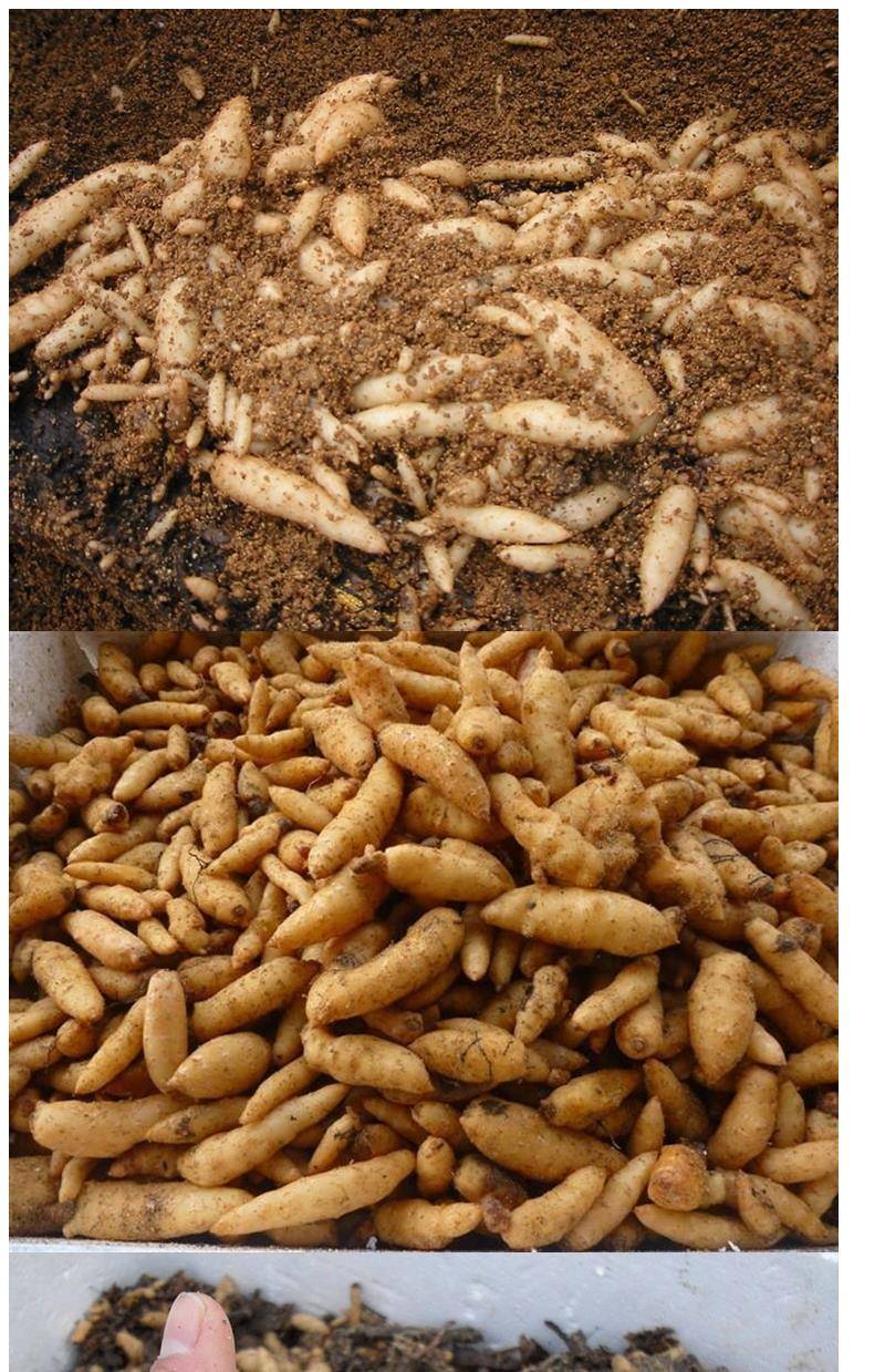 天麻种子 天麻籽 天麻种苗 天麻种麻 乌天麻 天麻种子一斤【图片 价格