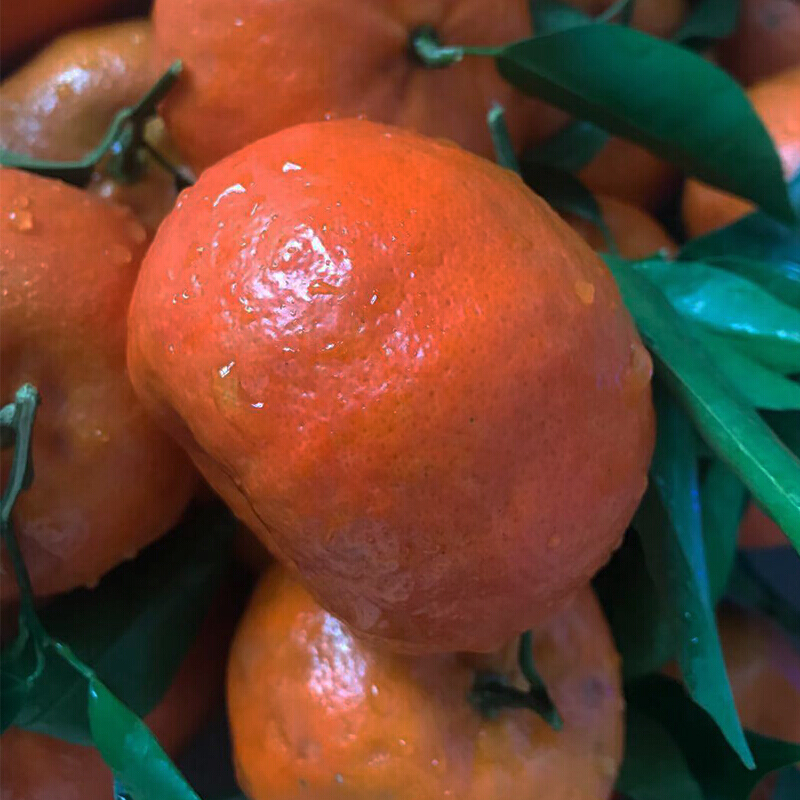 万州古红桔四川红橘大红袍桔子新鲜当季水果整箱10斤柑子陈皮橘子5斤