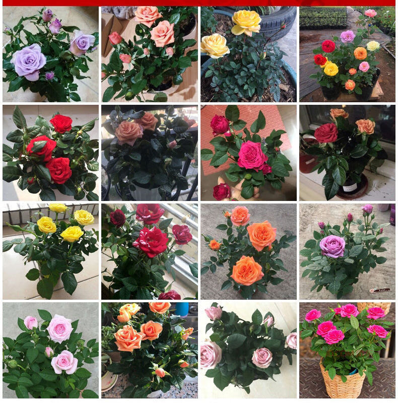 玫瑰花种子四季室内盆栽花种子各种各样易种活室外花卉绿植物花籽a11