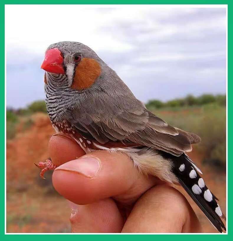 观赏鸟幼灰珍珠鸟繁殖白文鸟宠物鸟手玩鸟活体一对珍珠 白珍珠 灰珍珠