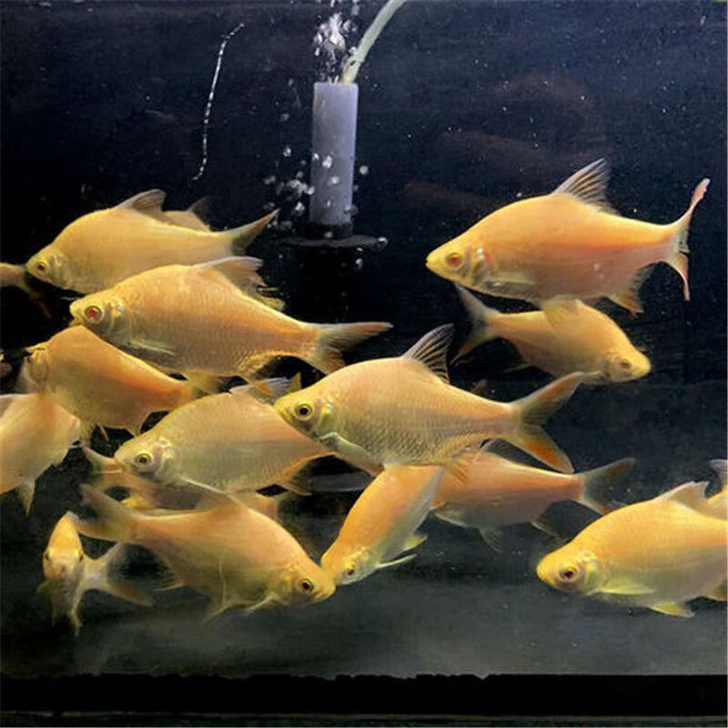 观赏鱼金凤鱼银凤鱼活体泰国鲫双线侧鱼活体金银元宝鱼红鳍鲫鱼 银线