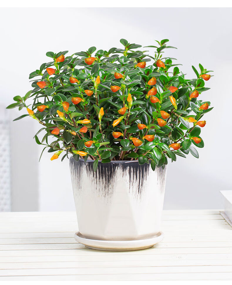 轻奢芊阙金鱼花吊兰盆栽四季开花卉好养绿植室内阳台