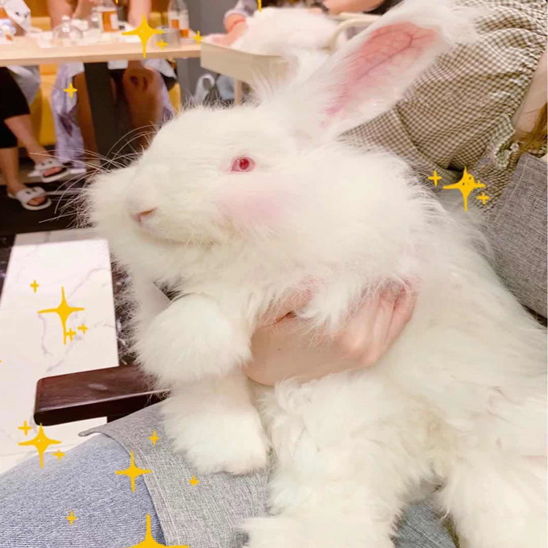 巨兔活体长毛兔子活物大型兔子宠物兔幼年成年兔白色安哥拉母78月50人