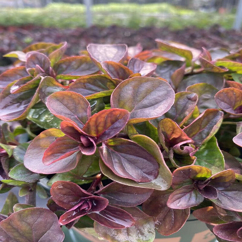 香叶薄荷苗室内花园驱蚊植物猫薄荷苗绿植花卉 薰衣草薄荷(1加仑盆)