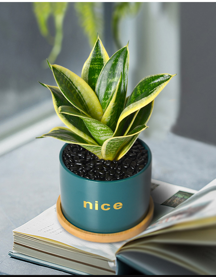 虎皮兰盆栽小植物创意礼物绿植室内办公桌面净化空气吸甲醛荷花虎皮兰