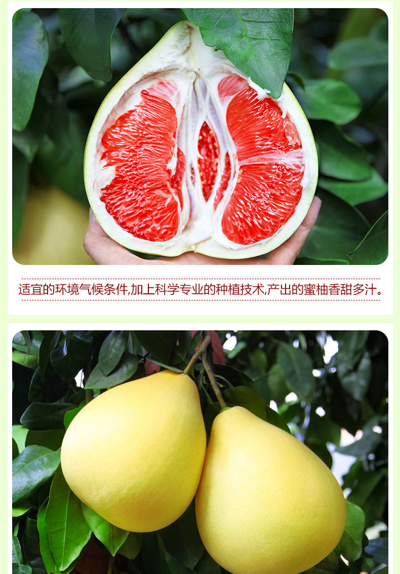 进口原产地:福建包装形式:礼盒装种类:白柚子品种:蜜柚商品毛重:100