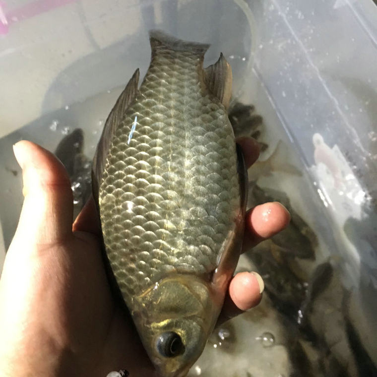 鲫鱼鲜活 新鲜淡水鱼 鲫鱼活体 苏北河道鲫鱼汤 5斤【图片 价格 品牌