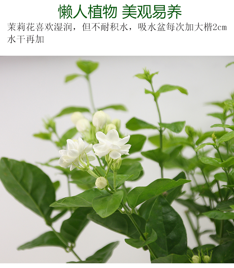 宛彥君重瓣茉莉花盆栽花苗三葉茉莉寶珠茉莉虎頭茉莉帶花苞發貨虎頭