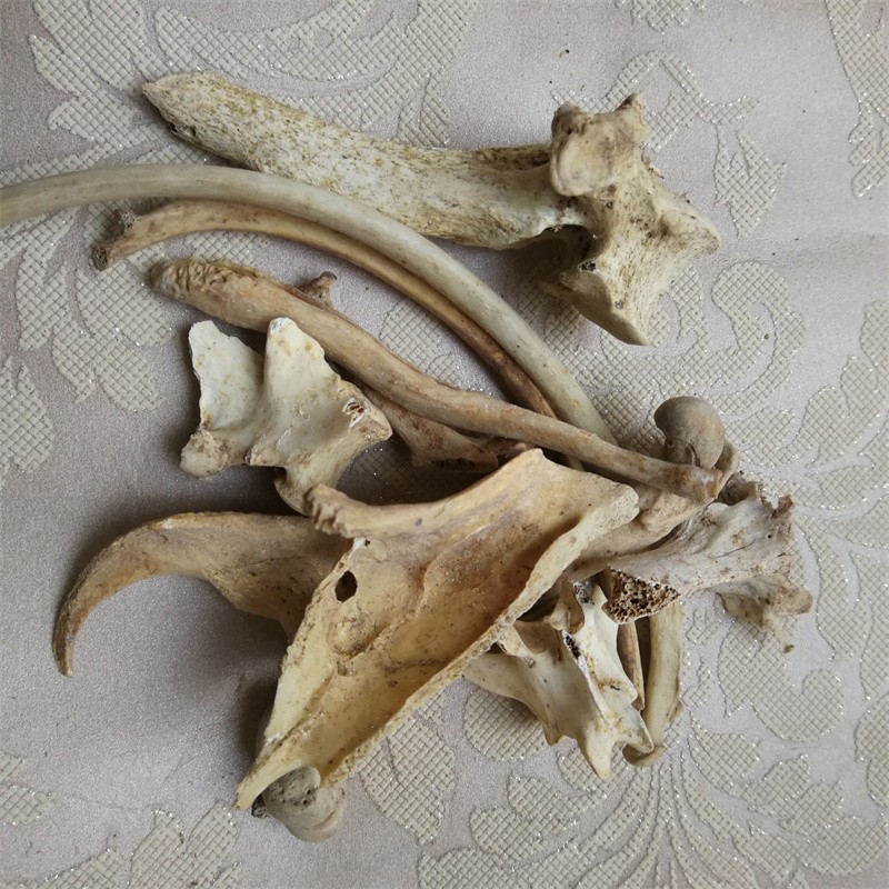 古今润方 中药材生狗骨头 狗骨头 狗骨 实物拍摄 5