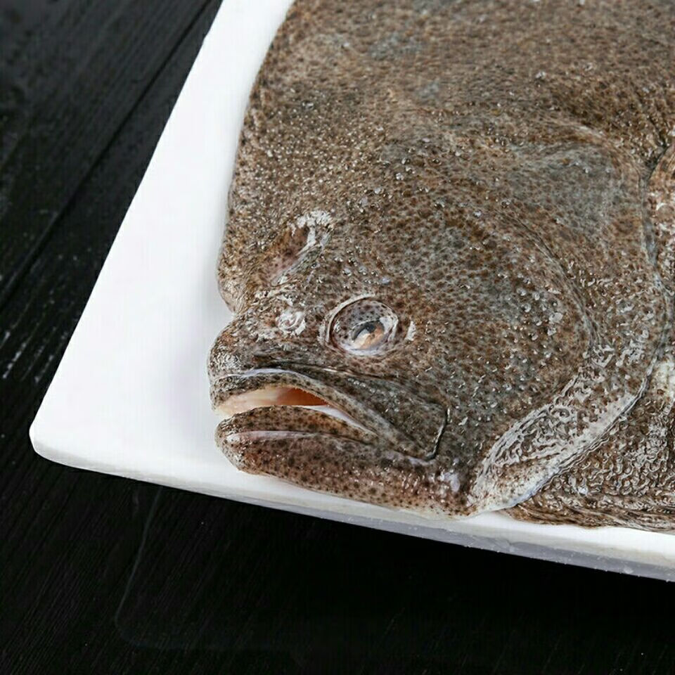 多宝鱼鲜活冷冻比目鱼新鲜偏口鱼海鲜水产鱼类生鲜 欧登城娜 3两到5两