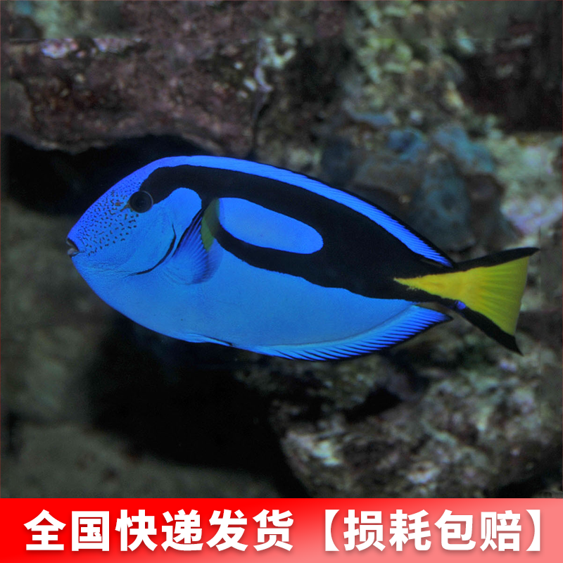 海水魚活體活物藍吊多莉魚粉藍吊倒吊小丑魚伴侶海水缸飼養家養辦公室