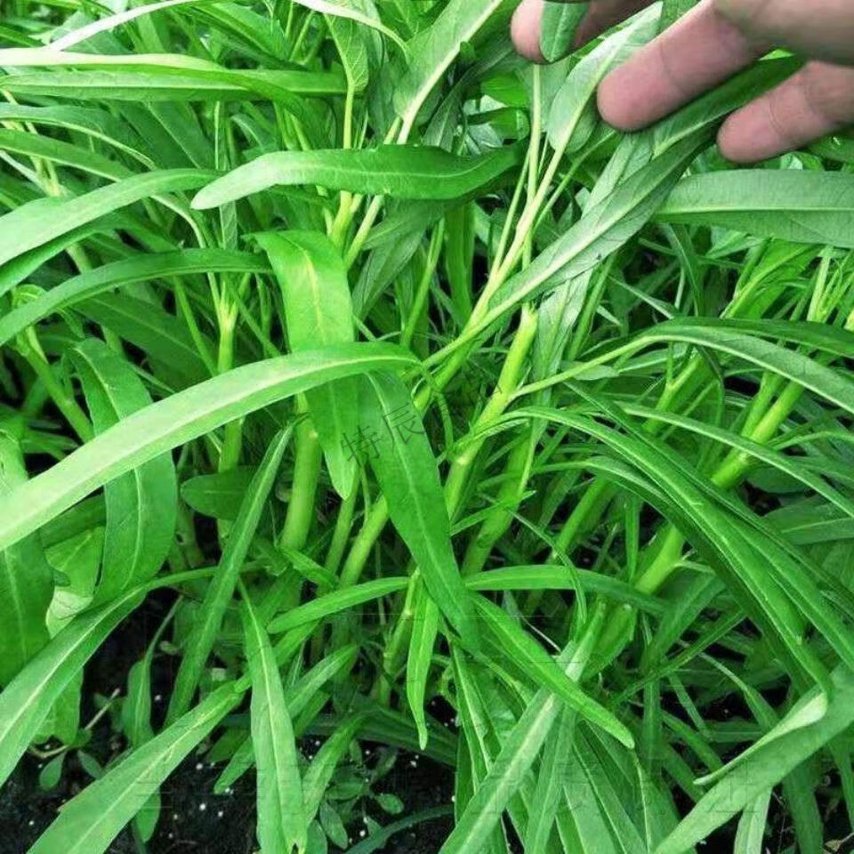 苏北白杆空心菜下饭菜新鲜四季绿色白梗柳叶蔬菜时令现摘当季500g试吃