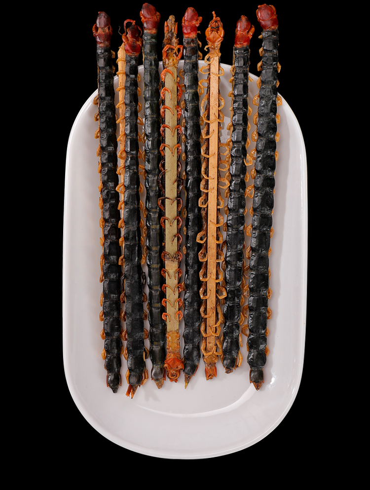 鑫星中药材国产红头蜈蚣干特小中大条918公分另售水蛭蝎子三七国产红