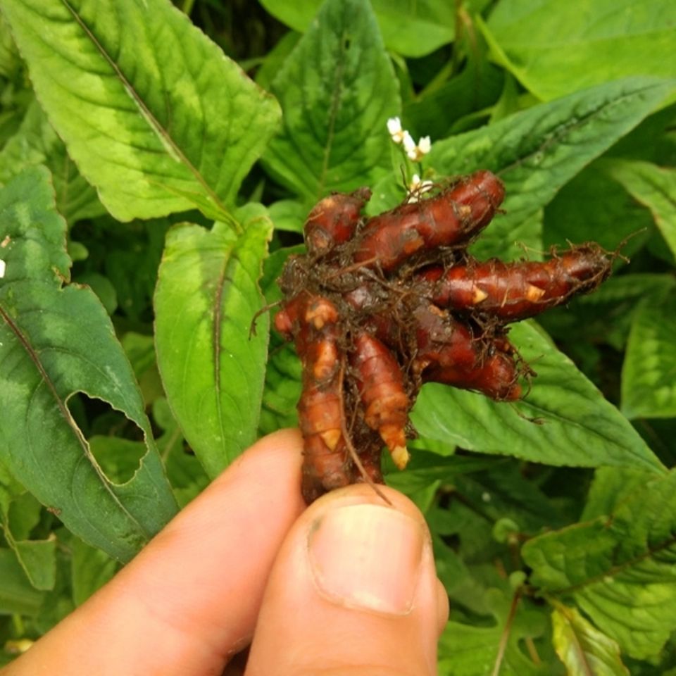 伟博新晒赤胫散干货花蝴蝶根500克 贵州中药材花蝴蝶根散装鸡脚七