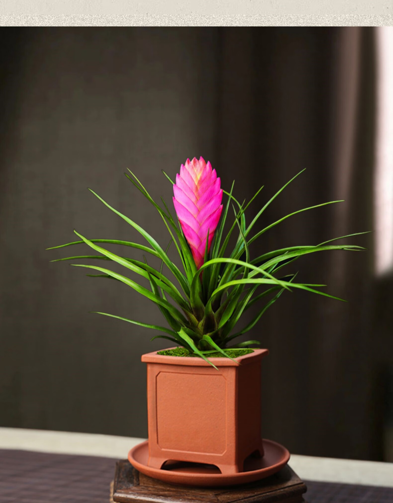 小盆栽办公室四季好养观花植物 四方包口凹面古铜泥紫砂盆铁兰 底盘