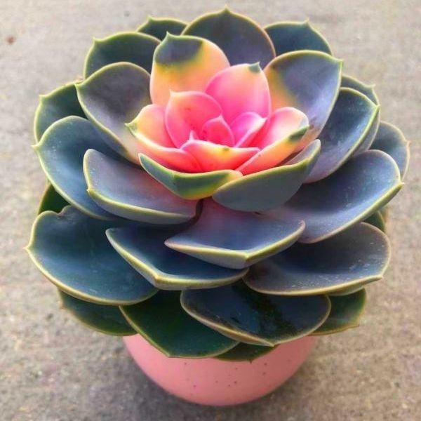 红心莲多肉植物花卉盆栽肉肉植物室内绿植四季易活新手好养花草 紫