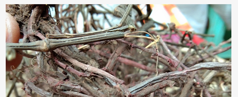 贵州野生中药材小茜草500g包邮小血藤草药小欠草小浅草干货自晒红色