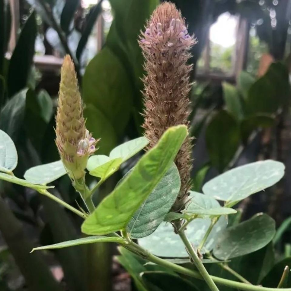当季新品云南野生狸尾草狸尾豆羊咩香草瑶族农村山地自然生长生晒干货