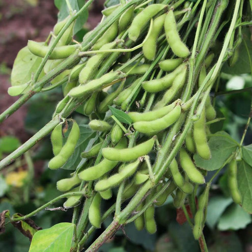 新鲜毛豆带壳生青豆当季蔬菜生豆子大豆现摘现发豆荚 5斤带壳毛豆保鲜