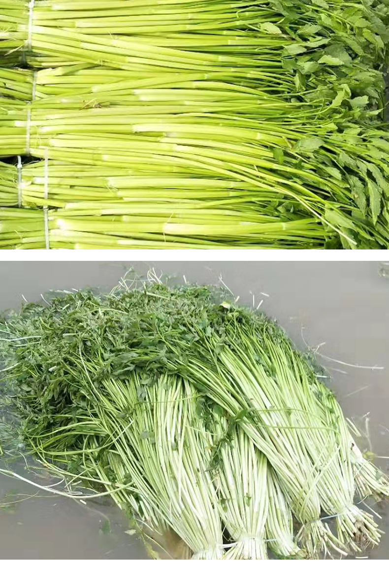 jd物流水芹菜新鲜去根无节非去叶野生叶芹时令净菜蔬菜1500g
