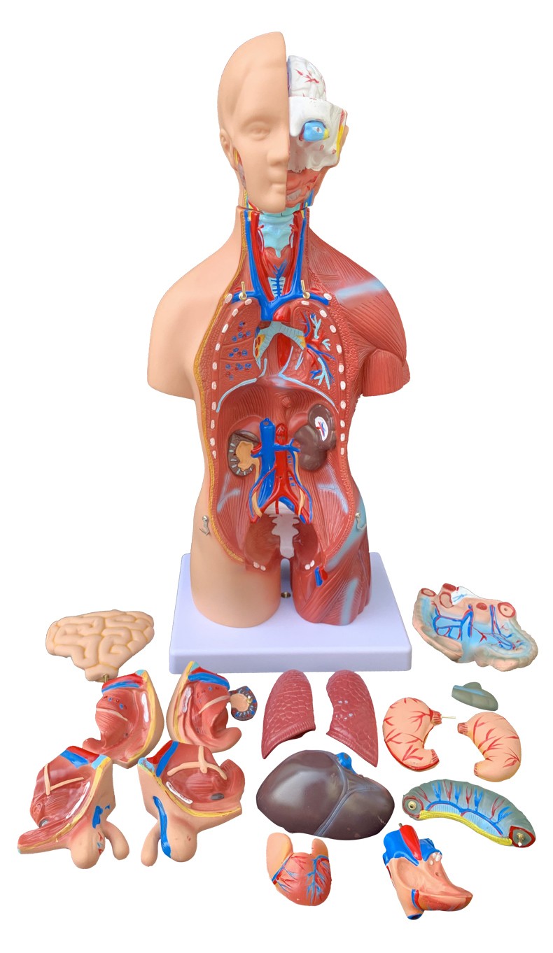 45cm两性躯干模型可拆23件人体解剖模型器官可拆卸医学教学心脏内脏