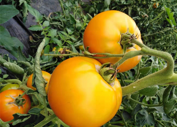 媚调 大黄柿子黄色西红柿水果柿子东北黑龙江牡丹江宁安新鲜蔬菜水果