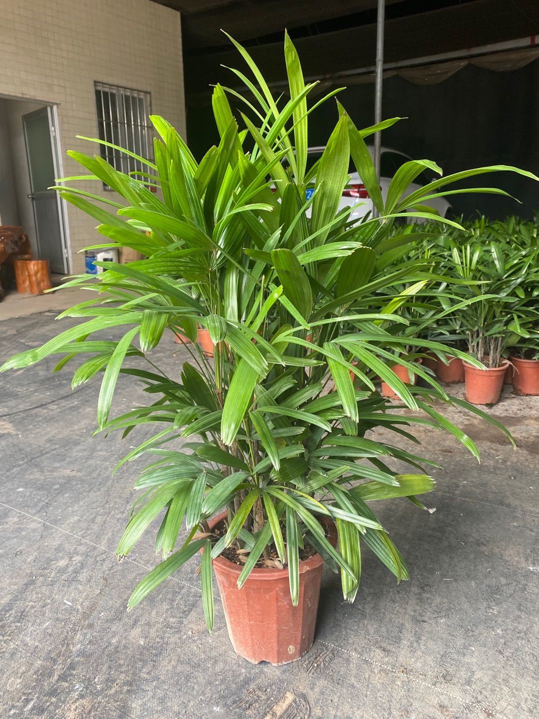 送货上门大叶棕竹盆栽中大型室内外观叶植物客厅卧室办公室除甲醛观叶