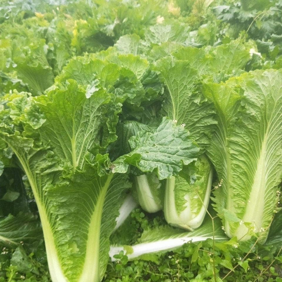 云南高山麻叶青菜大白菜天津绿白菜时令蔬菜新鲜农家自种现摘精选2500