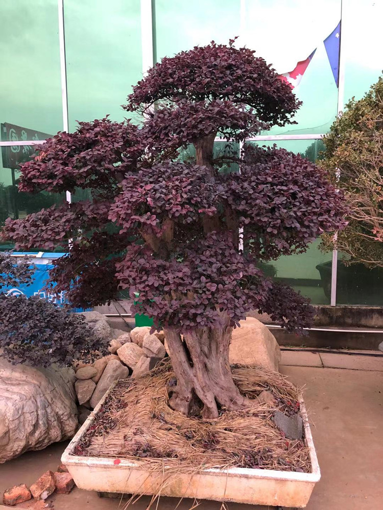 红花檵木造型树别墅庭院地景红花继木老桩盆景原盆原土四季常青 2.