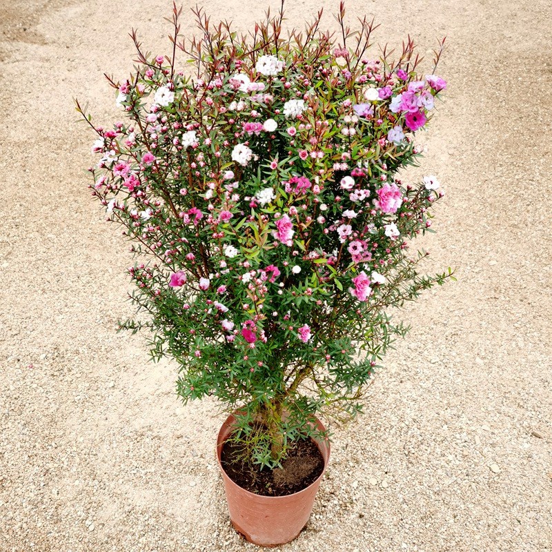 松紅梅盆栽帶花苞盆栽花卉植物室內陽臺耐熱四季綠植開花植物好養松